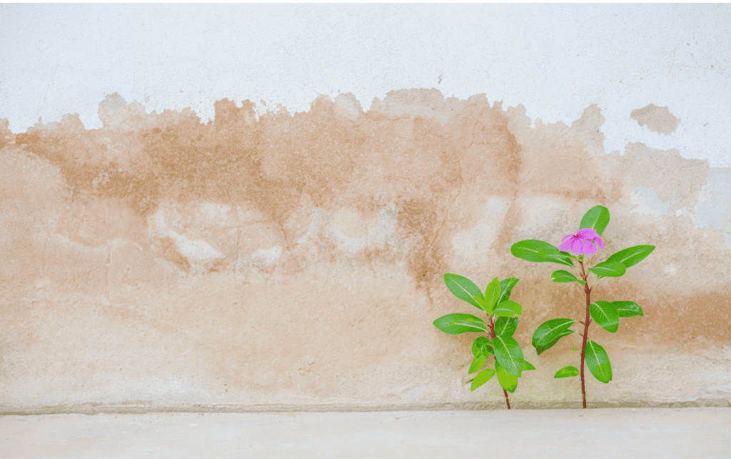 Kleines grünes Pflänzchen wächst aus einer Rissstelle in einer hellen Wand – Symbol für Resilienz und neues Leben.