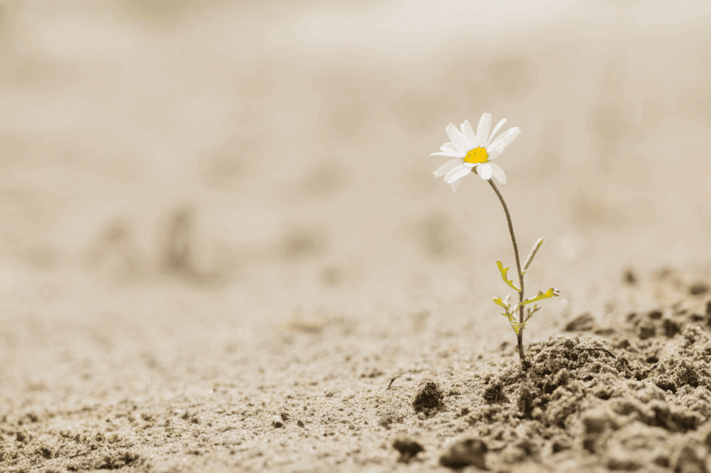 Kleine Blume wächst aus trockenem Sand – Symbol für Resilienz und innere Stärke.