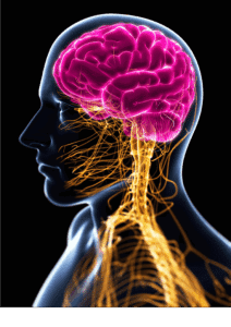 Illustration des Vagusnervs vom Gehirn bis zum Bauchraum – Verbindung zwischen Nervensystem, Psyche und Körperfunktionen