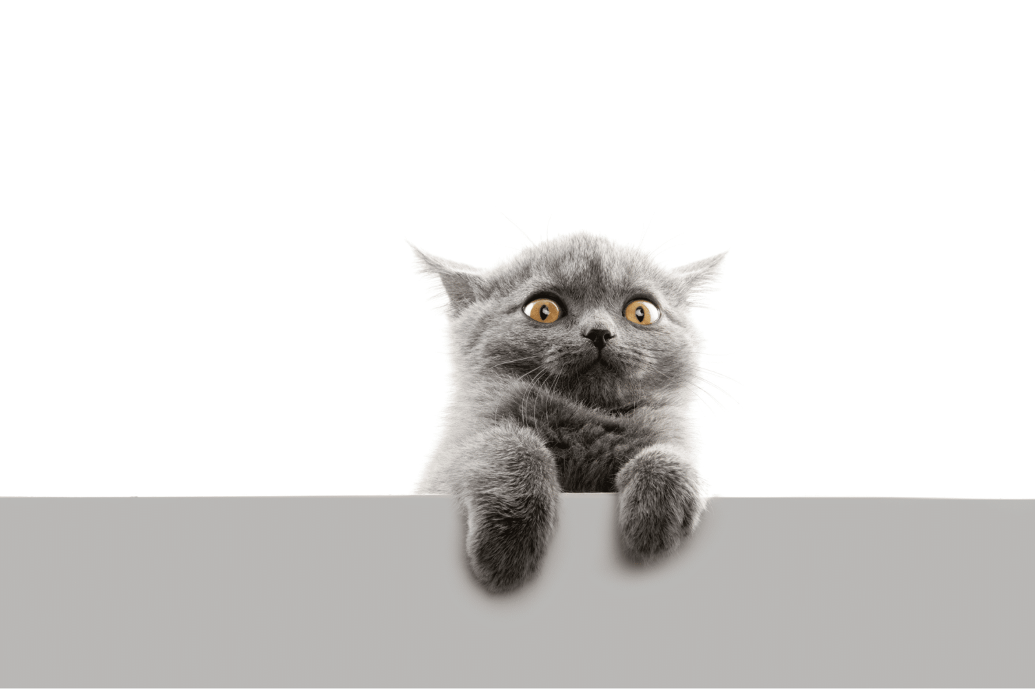 Graues Kätzchen sitzt unsicher und wirkt ängstlich