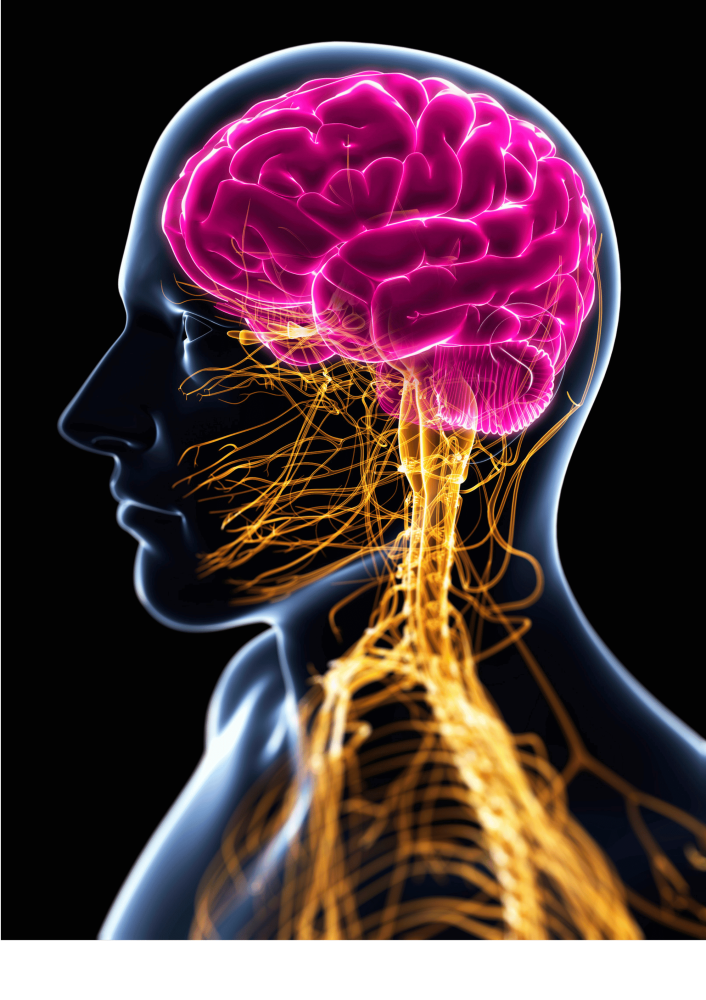 Illustration des Vagusnervs vom Gehirn bis zum Bauchraum – Verbindung zwischen Nervensystem, Psyche und Körperfunktionen